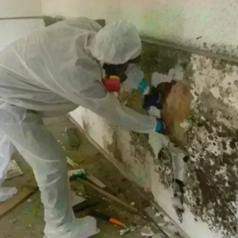 Mold Remediation and Removal in McIntosh, SD